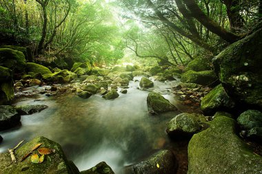 Nehir doğa manzara rainforest doğada akışıyla