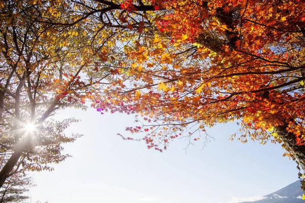 Outono Colorido Monte Fuji Japão Lago Kawaguchiko Dos Melhores Lugares — Fotografia de Stock