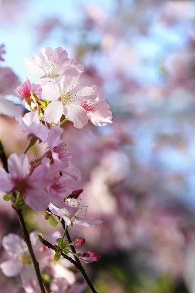 Fleur Sakura Fleur Cerisier Avec Beau Fond Naturel — Photo