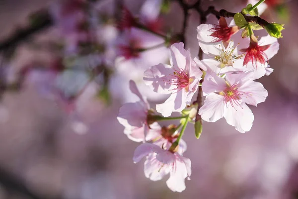 Sakura Virág Vagy Háttér Gyönyörű Természet Cherry Blossom — Stock Fotó