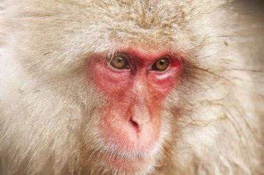 Doğa ve vahşi yaşam kavramı - Japon makakı ya da kar maymunu Jigokudani parkının sıcak baharında