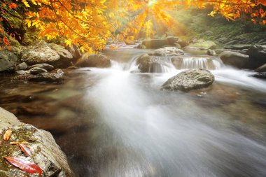 Güzel su ile akçaağaç imageing güzel bir manzara oluşturmak