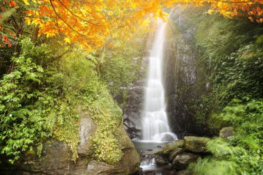 Güzel su ile akçaağaç imageing güzel bir manzara oluşturmak