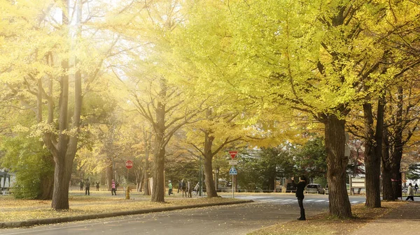 Hokkaido Universität Japan Nov 2014 Berühmter Baum Japanischen Herbst Ist — Stockfoto