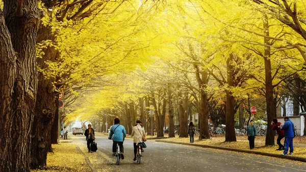 Hokkaido Üniversitesi Japonya Kasım 2014 Ünlü Japon Sonbahar Ağacında Ginkgo — Stok fotoğraf