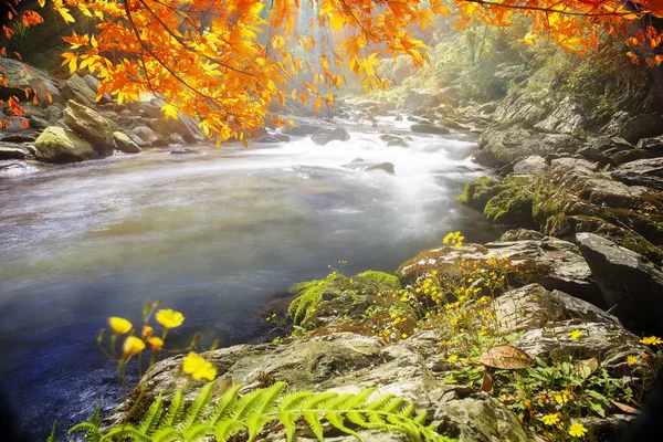 Imageing Van Lekker Water Met Esdoorn Componeren Een Prachtig Uitzicht — Stockfoto