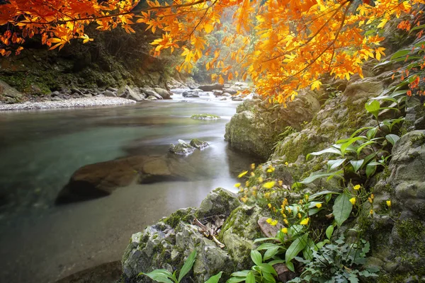 美丽的水与枫树的形象构成了一个美丽的景色 — 图库照片