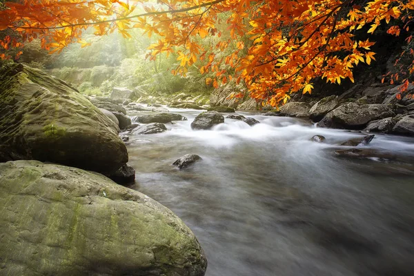 美丽的水与枫树的形象构成了一个美丽的景色 — 图库照片