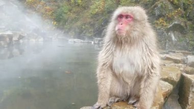 Doğa ve vahşi yaşam kavramı - Japon makak veya kar maymun kaplıca jigokudani Park içinde