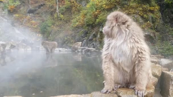 Concept Nature Faune Macaque Japonais Singe Des Neiges Dans Source — Video