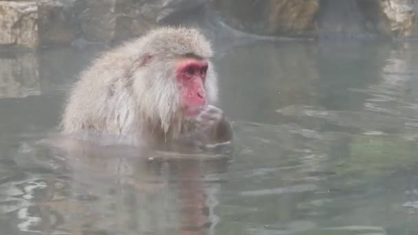 Concepto Naturaleza Vida Silvestre Macaco Japonés Mono Nieve Aguas Termales — Vídeo de stock
