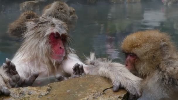 concept nature et faune - macaque japonais ou singe des neiges dans la source chaude du parc jigokudani 
