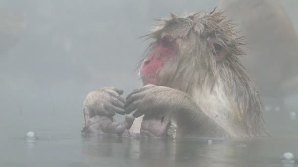 Koncepcja Natury Przyrody Makak Japoński Lub Małpa Śnieg Wiosną Hot — Wideo stockowe