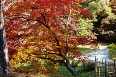 Kırmızı akçaağaç Sonbahar Ormanı, arka plan bulanık sınır kalkıyor. Sezon değiştirme. Akçaağaç, ağaç dalı Güz