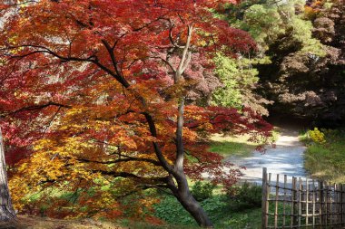 Kırmızı akçaağaç Sonbahar Ormanı, arka plan bulanık sınır kalkıyor. Sezon değiştirme. Akçaağaç, ağaç dalı Güz