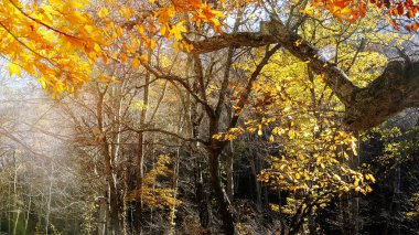 Oirase Gorge güzel nehir druing Sonbahar sezonu, Japonya