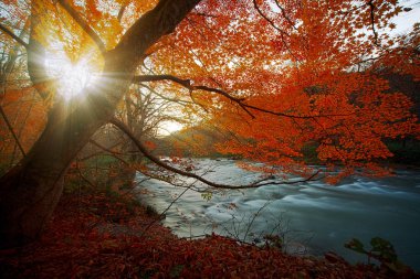 Oirase Gorge güzel nehir druing Sonbahar sezonu, Japonya