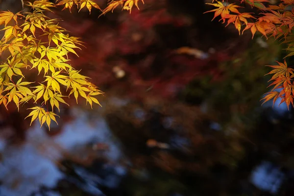 Javor Červený Opustí Hranice Podzimním Lese Rozmazané Pozadí Sezóny Měnit — Stock fotografie
