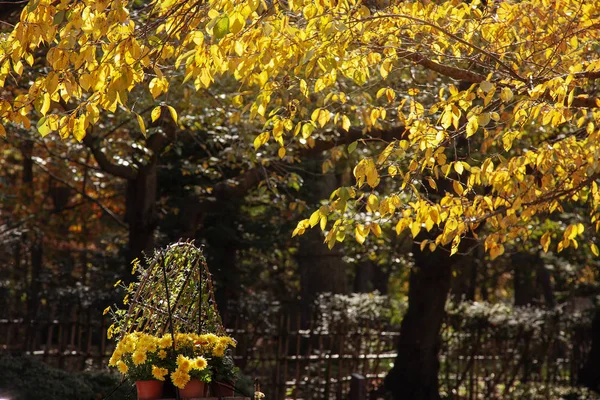 红叶在秋林的边缘 模糊的背景 季节变了枫树的树枝 — 图库照片