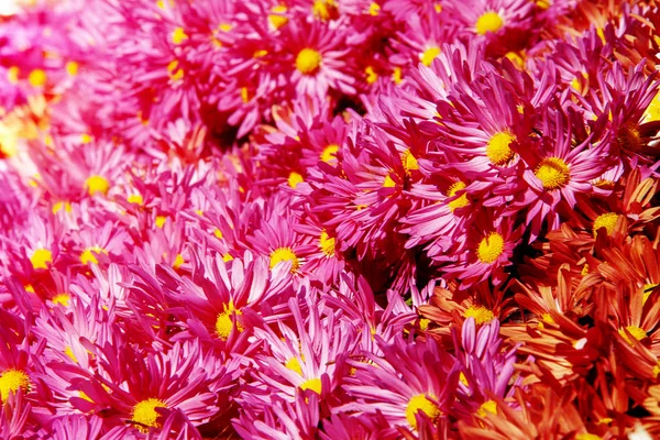 Flowers Chrysanthemum Wallpaper Autumnfor Background Picture — Stock Photo, Image