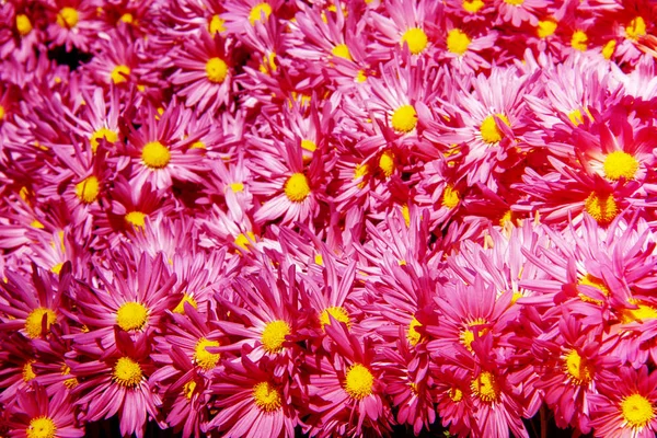 Fiori Crisantemo Carta Parati Autunnoper Immagine Sfondo — Foto Stock