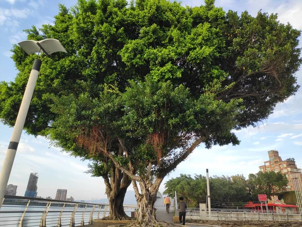 Taipei Dadaocheng Ferry Terminal Taiwan Giugno 2019 Bellissimo Molo Dadao — Foto Stock