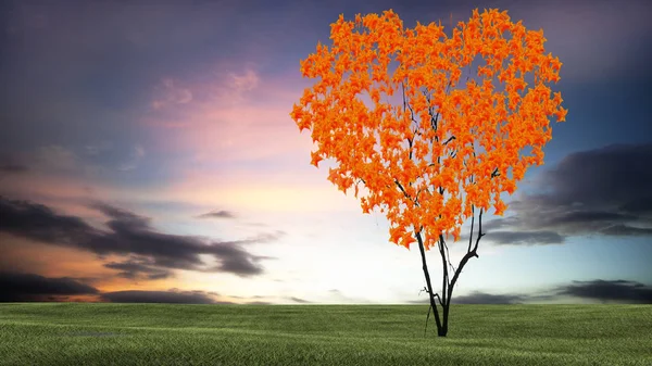 Der Herzförmige Baum Bei Sonnenuntergang Mit Schönem Sonnenuntergang — Stockfoto