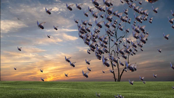 Butterfly Hjärtformade Trädet Vid Solnedgången Med Fin Himmel Sunset — Stockfoto