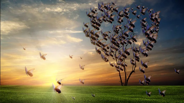 Butterfly Heart Shaped Tree Sunset Nice Sky Sunset — Stock Photo, Image