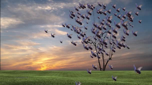 Drzewa Kształcie Serca Motyl Zachód Słońca Piękny Niebo Zachód Słońca — Wideo stockowe