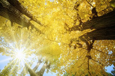 Ginkgo ağacı (Ginkgo biloba), ginkgo veya gingko olarak da bilinir.
