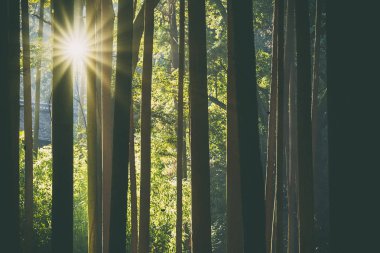 Bulanık arkaplanda büyüyen bambu sınır tasarımı