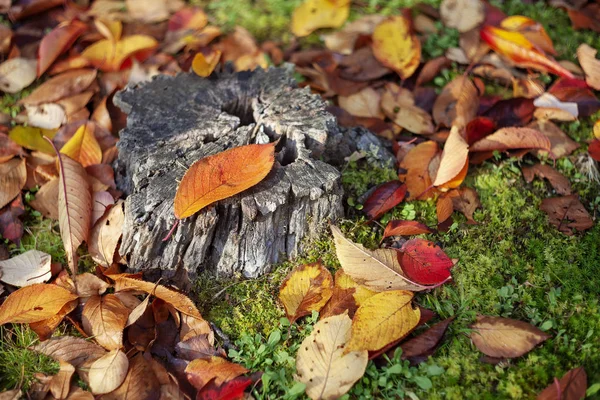 Arce Rojo Deja Borde Bosque Otoño Fondo Borroso Cambio Temporada — Foto de Stock