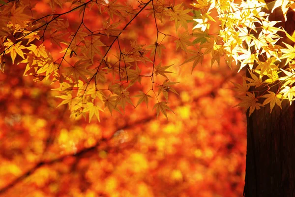 Der Rote Ahorn Blättert Rand Des Herbstwaldes Verschwommener Hintergrund Saisonwechsel — Stockfoto