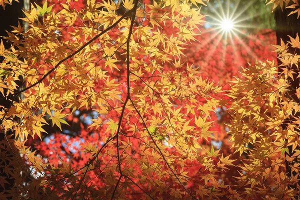 Kırmızı Akçaağaç Arka Planda Bulanık Bir Şekilde Sonbahar Ormanında Sınırdan — Stok fotoğraf