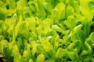 Güzel yeşil renk ile bahçede frash vagetable