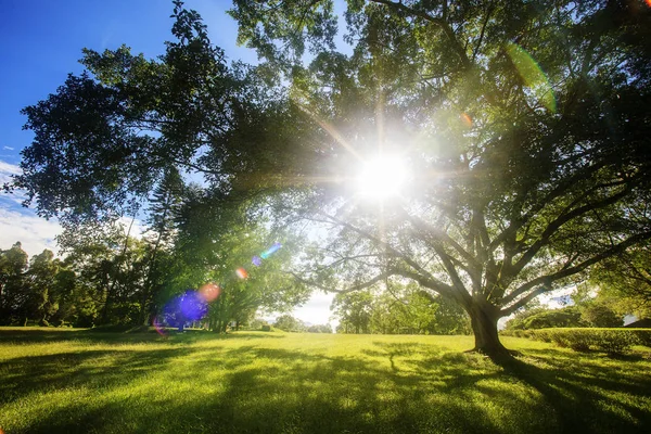 Zelené Pole Stromy Modrá Obloha Slunce — Stock fotografie