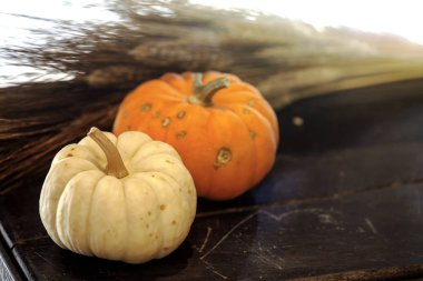 Güzel arka plan ile izole renkli kabaklar çerçeve