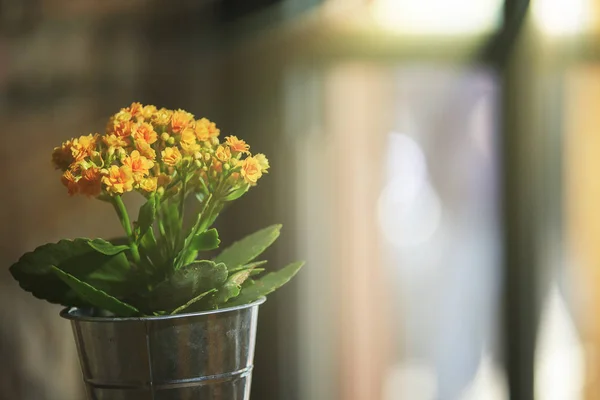 Die Schöne Gelbe Blume Mit Schönem Hellen Backboden — Stockfoto