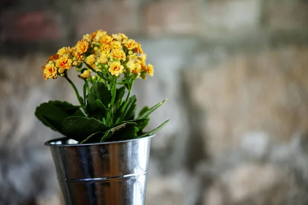 Flor Amarela Agradável Com Terreno Panificação Leve Agradável — Fotografia de Stock