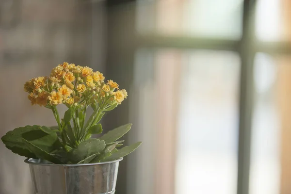 Die Schöne Gelbe Blume Mit Schönem Hellen Backboden — Stockfoto