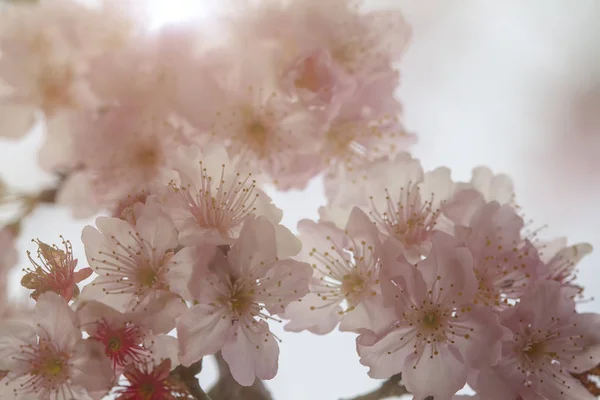 Розовый Красивый Цветок Сакуры Хорошим Цветом Фона — стоковое фото