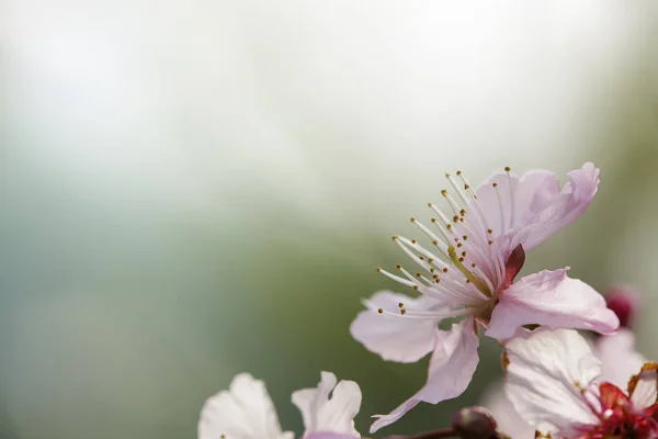 粉红色美丽的樱花与漂亮的背景颜色 — 图库照片