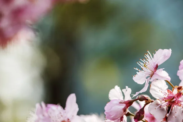 Pembe Güzel Sakura Çiçek Güzel Arka Plan Rengiyle — Stok fotoğraf