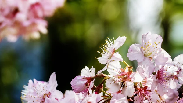 粉红色美丽的樱花与漂亮的背景颜色 — 图库照片