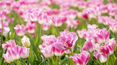 Taipei Shilin resmi konutu, Tayvan - 21 Şubat 2019: 2019 Shilin resmi ikamet lale sergisi, Taipei, Tayvan