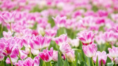 Taipei Shilin resmi konutu, Tayvan - 21 Şubat 2019: 2019 Shilin resmi ikamet lale sergisi, Taipei, Tayvan