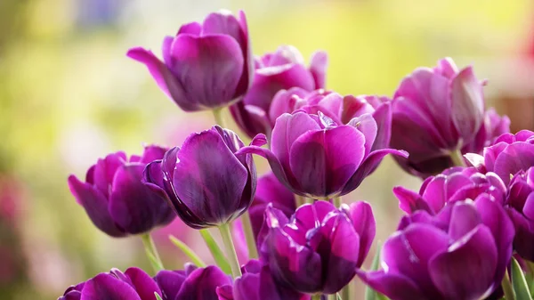 Красивые Тюльпаны Цветут Тюльпановом Поле Зимой Весной — стоковое фото