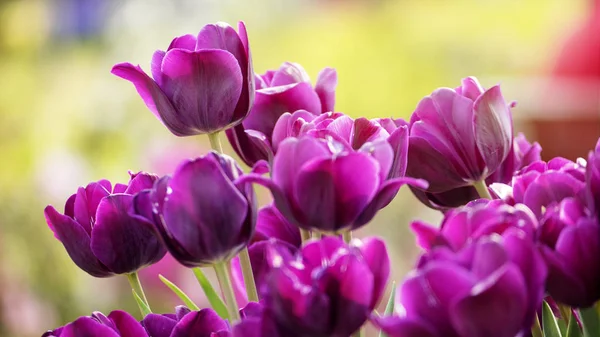 Bel Fiore Tulipani Campo Tulipano Inverno Giorno Primavera — Foto Stock