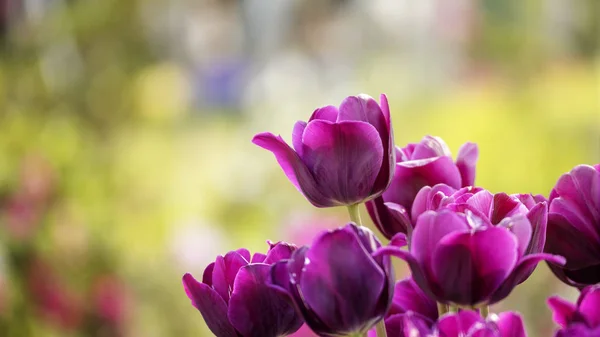 Beautiful tulips flower in tulip field at winter or spring day